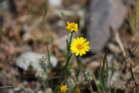 Une plante aux fleurs jaunes