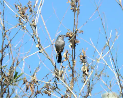 Un oiseau gris perché sur une branche
