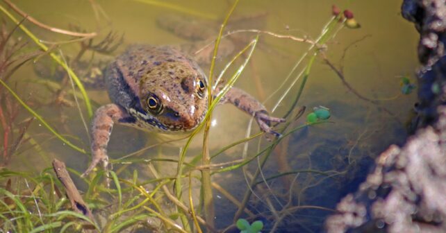 Tout n'est pas perdu: de rares grenouilles à pattes rouges de Californie se battent pour leur survie après un incendie de SoCal