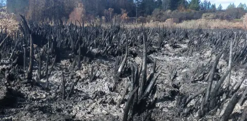 Des souches de tiges de quenouilles brûlées sortent du sol noirci des marais. 