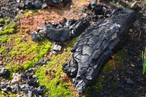 Gros plan de bois carbonisé au sol entouré de petits morceaux de bois carbonisé.  Des plantes vertes commencent à pousser à proximité.