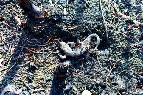 Les restes calcinés d'une salamandre reposent dans un sol noirci.