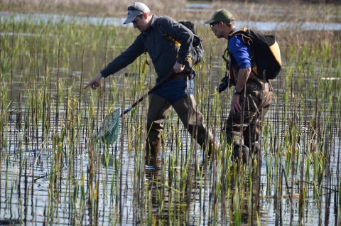 Deux personnes en cuissardes marchent dans une eau jusqu'aux chevilles avec de jeunes roseaux qui poussent hors de l'eau.  La personne devant tient un filet et pointe quelque chose dans l'eau.