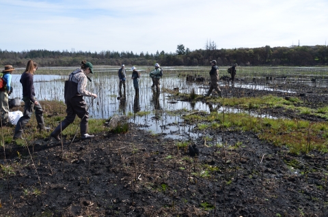 Plusieurs personnes portant des cuissardes marchent le long d'un rivage de marais brûlé.  Certaines plantes vertes ont commencé à pousser.