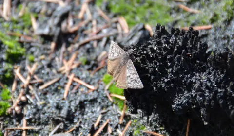 Un petit papillon est assis sur les restes calcinés d'une masse de racines de plantes de marais.  De la mousse verte commence à pousser à proximité.