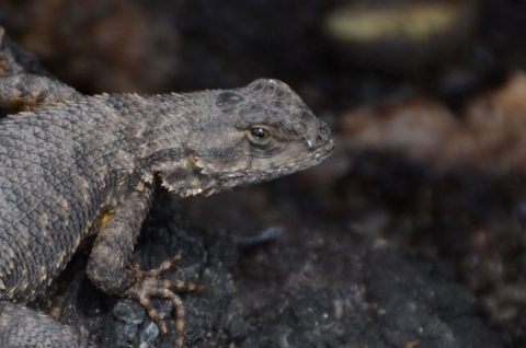 Un gros plan d'un lézard sur du bois carbonisé.