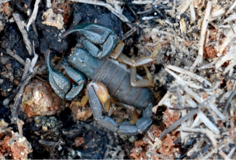 Un scorpion repose sur un sol brûlé.