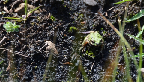 Une petite grenouille verte est assise sur un sol noirci.  Certaines plantes vertes commencent à pousser.