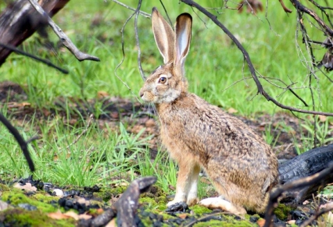 Un lièvre alerte est assis avec ses grandes oreilles droites parmi le bois carbonisé et la nouvelle croissance de l'herbe.