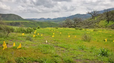 Un champ parsemé de fanions jaunes