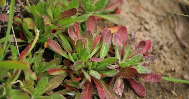 Retour florissant : Une fois présumée éteinte, la plante revient après une plantation réussie la première année