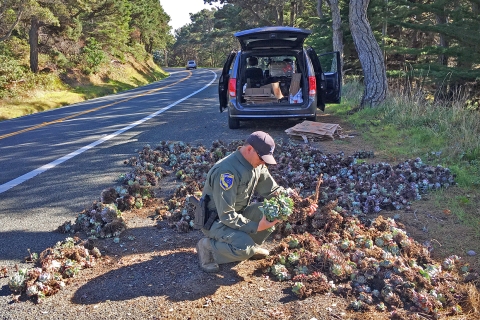 Un garde-chasse accroupi au bord de la route avec plusieurs succulentes