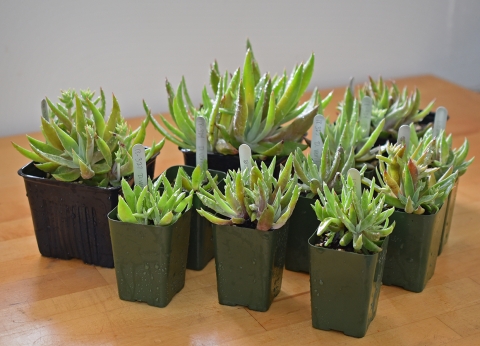 Plusieurs succulentes en pots