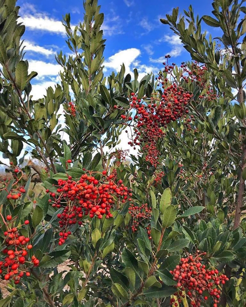 Une plante aux baies rouge vif