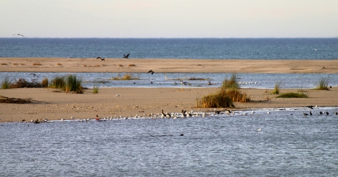 Un estuaire fluvial