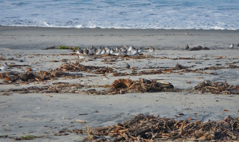 Plusieurs oiseaux blancs se blottissent sur la plage.