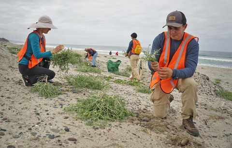 Plusieurs personnes s'agenouillant sur la plage enlevant des plantes vertes.