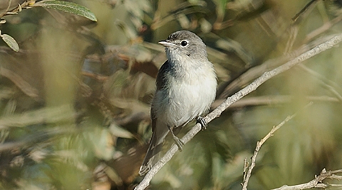 Oiseau gris et blanc perché dans une branche