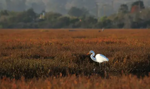 Un grand oiseau blanc debout dans un champ