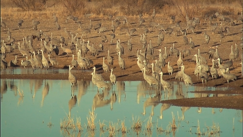 De grands oiseaux aux longues pattes pataugent le long d'un rivage marécageux.