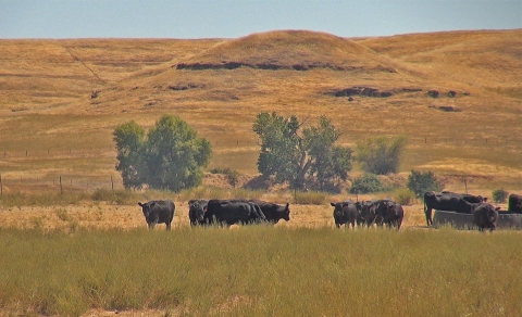 Des vaches paissent dans un pâturage.  Les collines dorées sont en arrière-plan.