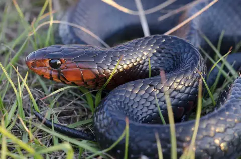 Un serpent écailleux noir de jais avec un visage de couleur orange brûlé recroquevillé dans de l'herbe