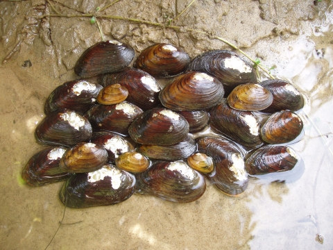 Une douzaine ou plus de moules oranges avec une pointe distincte sortant du centre de sa coquille