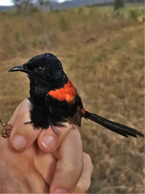 Un petit oiseau noir avec des plumes rouges le long du dos.