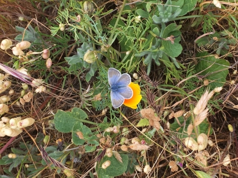 Un petit papillon bleu clair est assis sur un pavot de Californie orange.