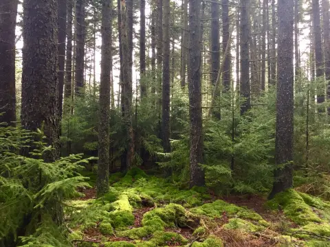 une forêt d'épinettes luxuriante avec un couvre-sol vert dense
