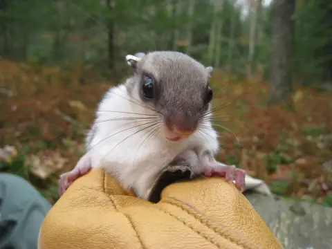 une main gantée tient un petit écureuil