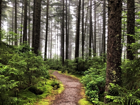 Un chemin à travers une forêt d'épinettes rouges