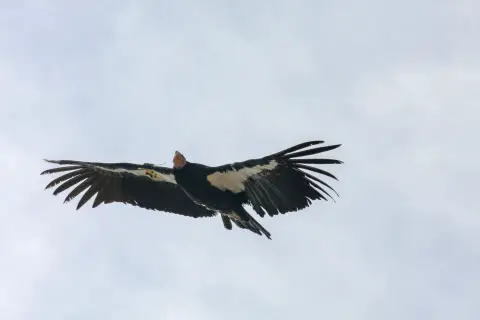 un gros oiseau noir et blanc qui vole