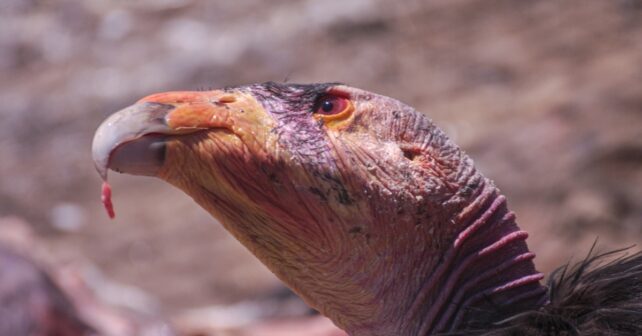 Le condor en voie de disparition prend son premier vol