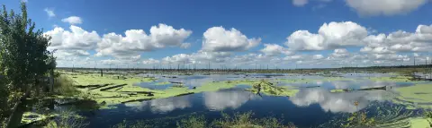 Une eau de marais calme et d'un bleu profond couverte de taches de végétation verte.  Le ciel est également d'un bleu profond, avec des nuages ​​blancs gonflés qui se reflètent dans le marais.