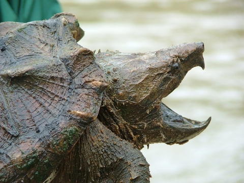 une grande tortue avec la bouche ouverte