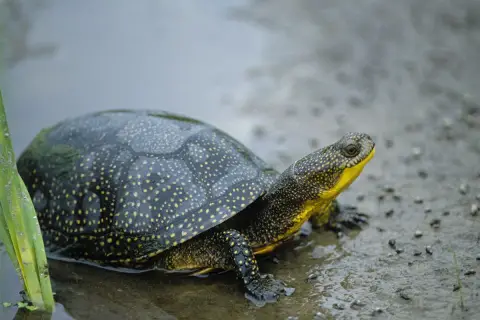 une tortue foncée avec des taches jaunes et un menton jaune
