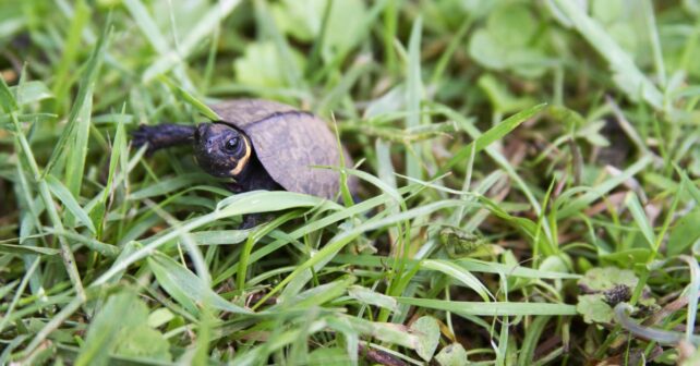 Aimer les tortues à mort