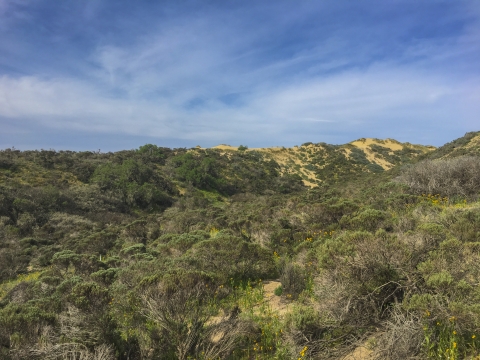 Un paysage de dunes sableuses et arbustives