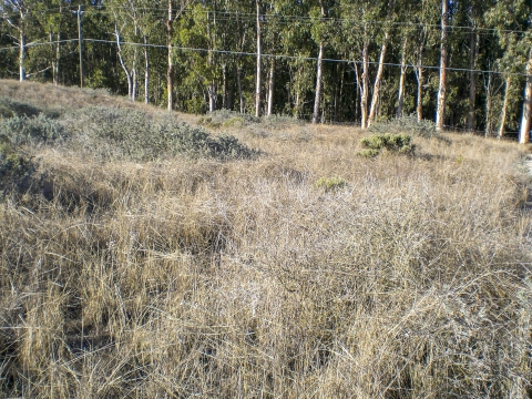 Un paysage avec de l'herbe brune