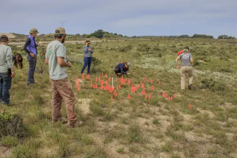 Plusieurs biologistes ont planté des drapeaux de signalisation orange dans le sol