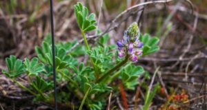 Un lieu magique : des femmes scientifiques s'associent pour sauver le lupin de Nipomo Mesa, en danger critique d'extinction, et la dernière des dunes de Californie