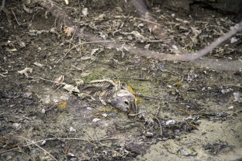 une carcasse de saumon sur la rive