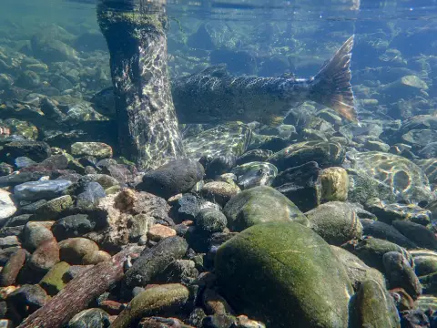 un saumon derrière une souche d'arbre sous l'eau