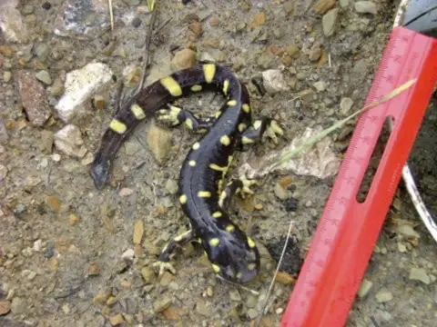 Une salamandre noire avec des taches jaunes