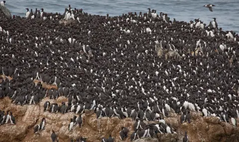 Oiseaux de mer couvrant un rocher dans l'océan.