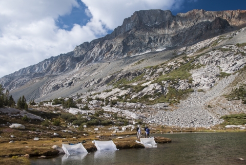 des enclos blancs en filet plongent du rivage au bord d'un lac de montagne.  De grandes montagnes se profilent au loin. 