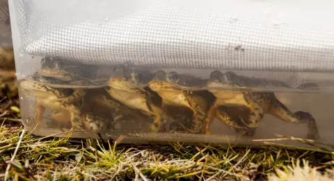Les grenouilles à pattes jaunes des montagnes se reposent dans un bac en plastique rempli à mi-hauteur d'une solution qui détruit un champignon mortel.