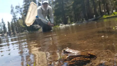 une grenouille est assise dans un lac tandis qu'un homme s'approche avec un filet. 