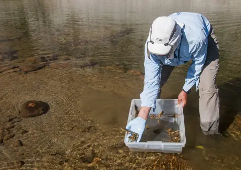 un homme se tient dans un lac et libère des grenouilles d'un bac en plastique transparent